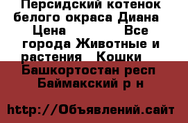 Персидский котенок белого окраса Диана › Цена ­ 40 000 - Все города Животные и растения » Кошки   . Башкортостан респ.,Баймакский р-н